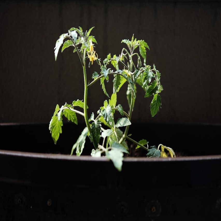 トマト苗 倒れたのではなく斜めに植えます ハタモト Note