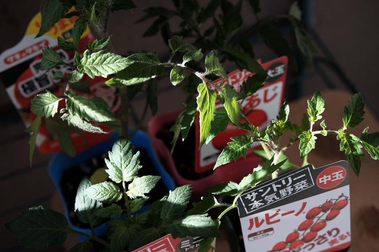 トマト苗 倒れたのではなく斜めに植えます ハタモト Note トマト苗 倒れたのではなく斜めに植えます ハタモト Note