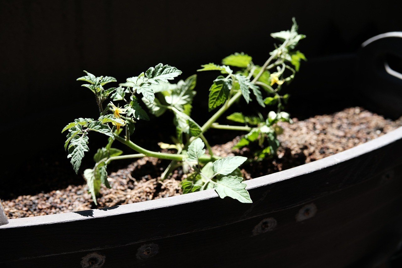 トマト苗 倒れたのではなく斜めに植えます ハタモト Note