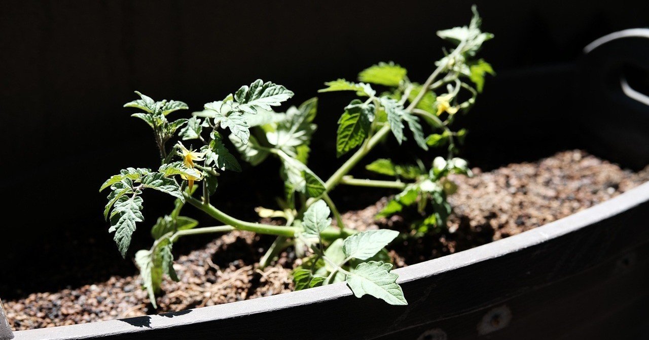 トマト苗 倒れたのではなく斜めに植えます ハタモト Note