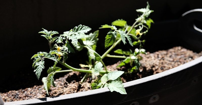 トマト苗 倒れたのではなく斜めに植えます ハタモト Note