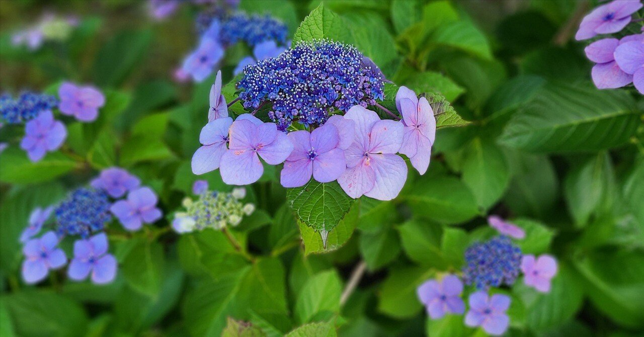 『弾む紫陽花』 紫陽花のギモン｜れなっつエンタテインメント∀