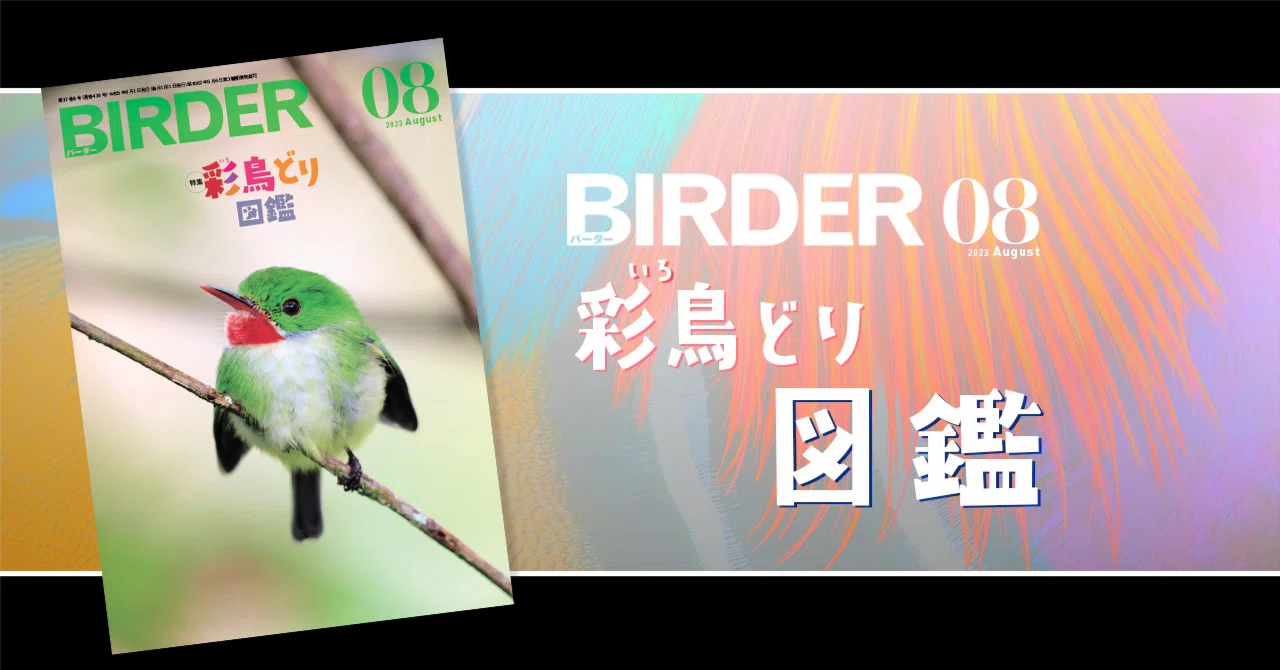 BIRDER8月号の見どころ｜ブンイチ（文一総合出版）
