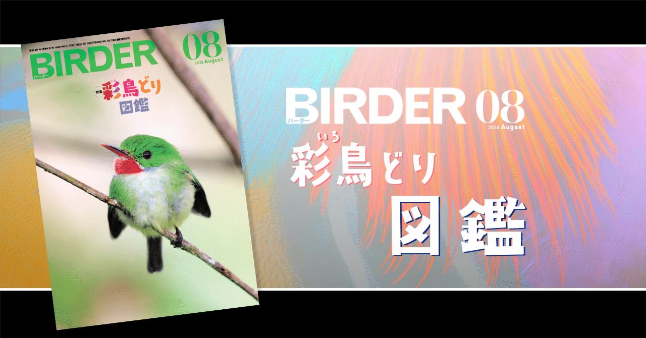 BIRDER8月号の見どころ｜ブンイチ（文一総合出版）