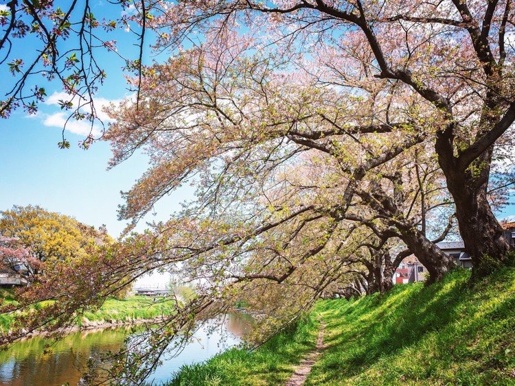 初めて訪れた北越谷の元荒川堤。花もだいぶ散っていましたが、満開の時はさぞかし見事なのだろうと思います。来春の満開時に、ぜひまた訪れたいです。