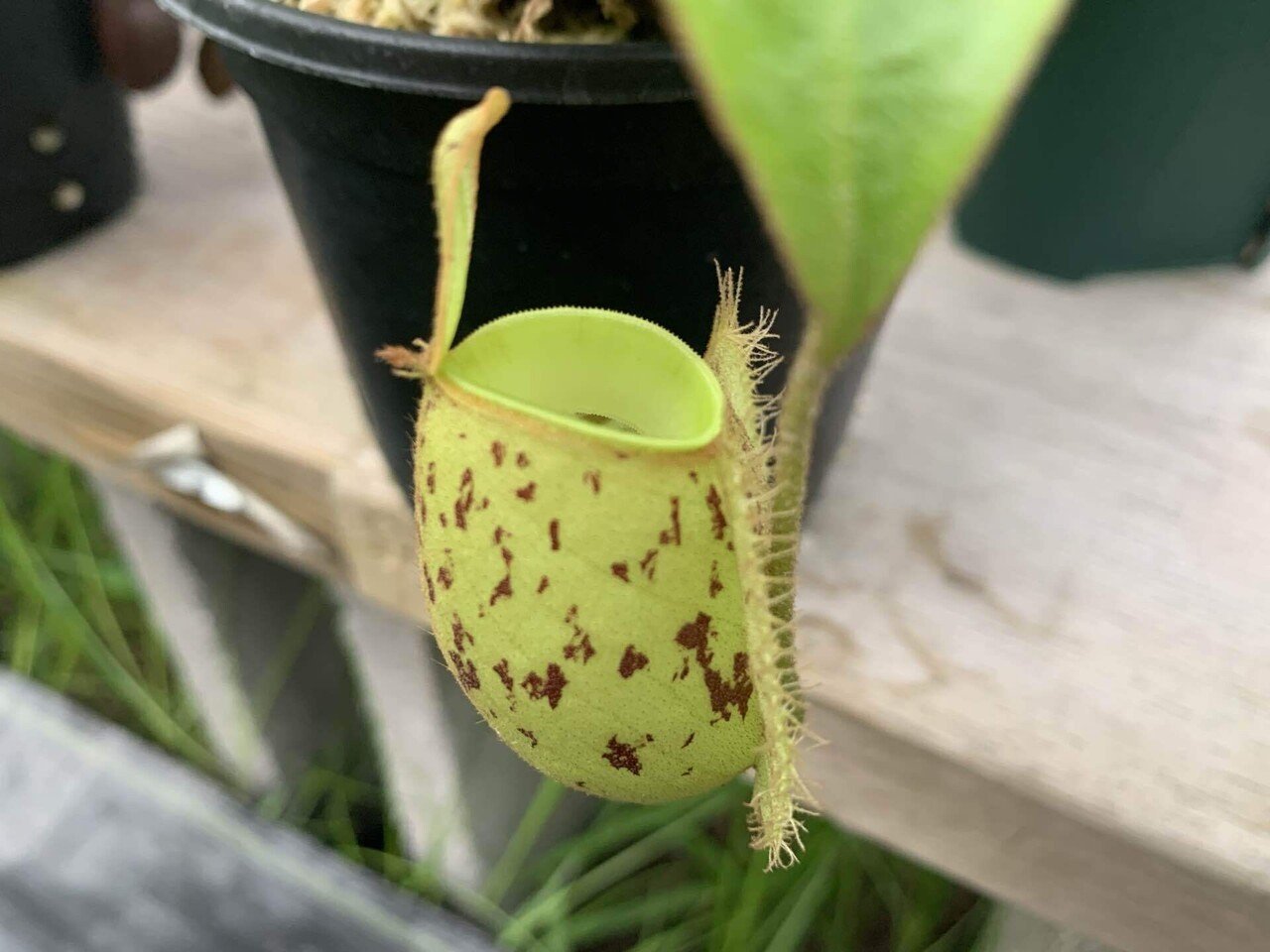 ネペンテス アンプラリアに初ピッチャー｜トレピっちゃーず