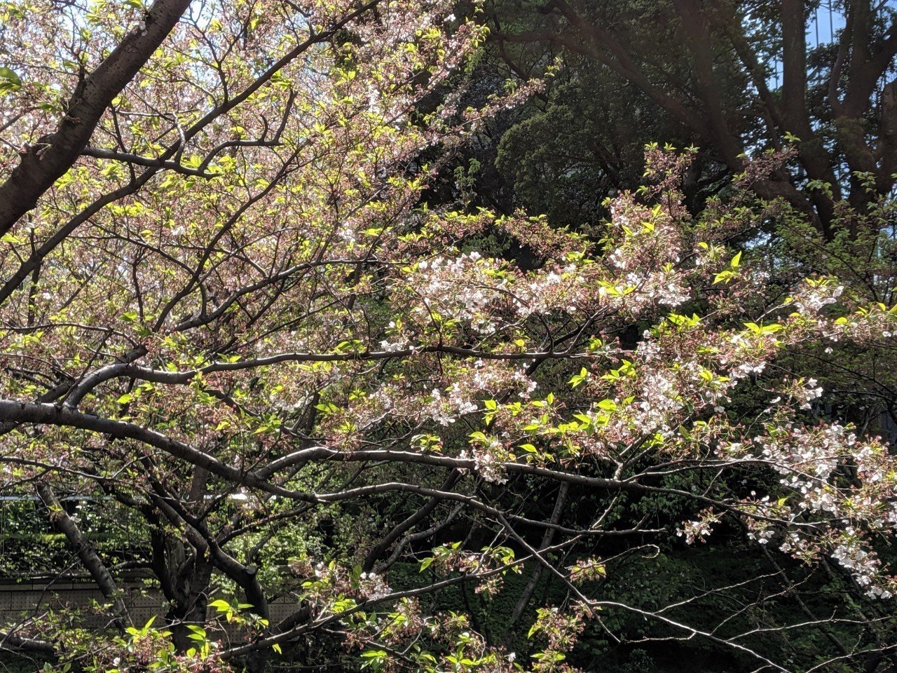 葉桜の季節に思い出さずにはいられないあの人のこと Ayako Note 葉桜の季節に思い出さずにはいられないあの人のこと Ayako Note