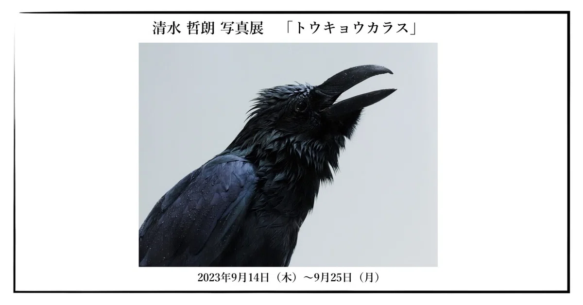 トウキョウカラス 清水 哲朗 写真展 「トウキョウカラス」｜OMSYSTEM