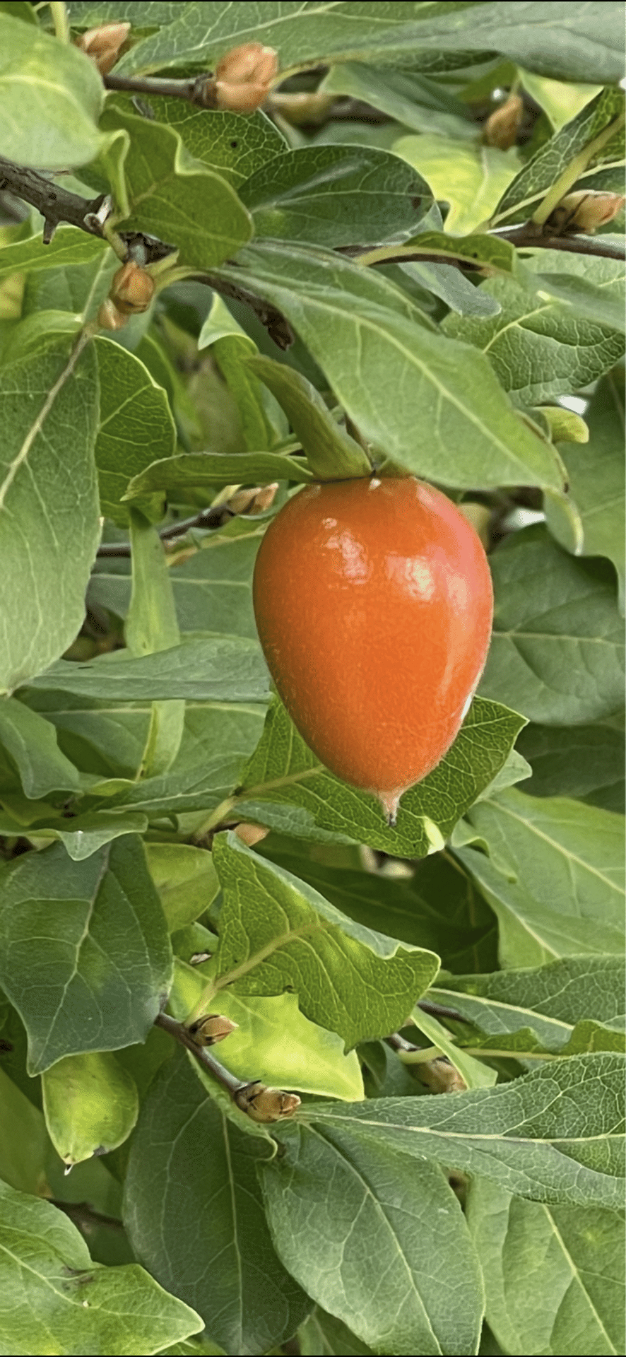 常盤柿｜EGGSEED