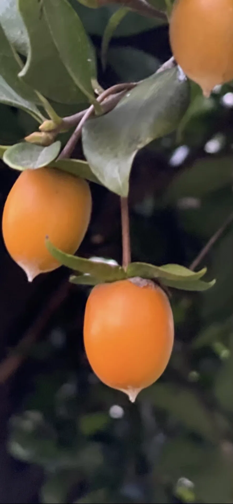 常盤柿｜EGGSEED