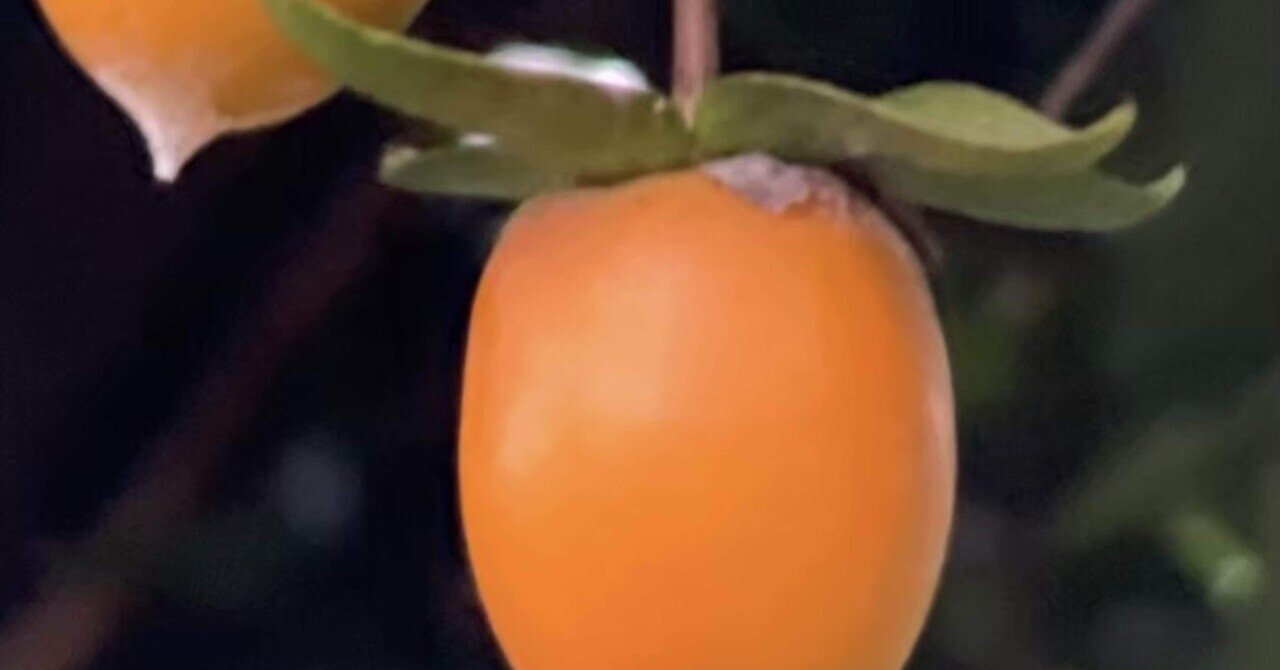 常盤柿｜EGGSEED