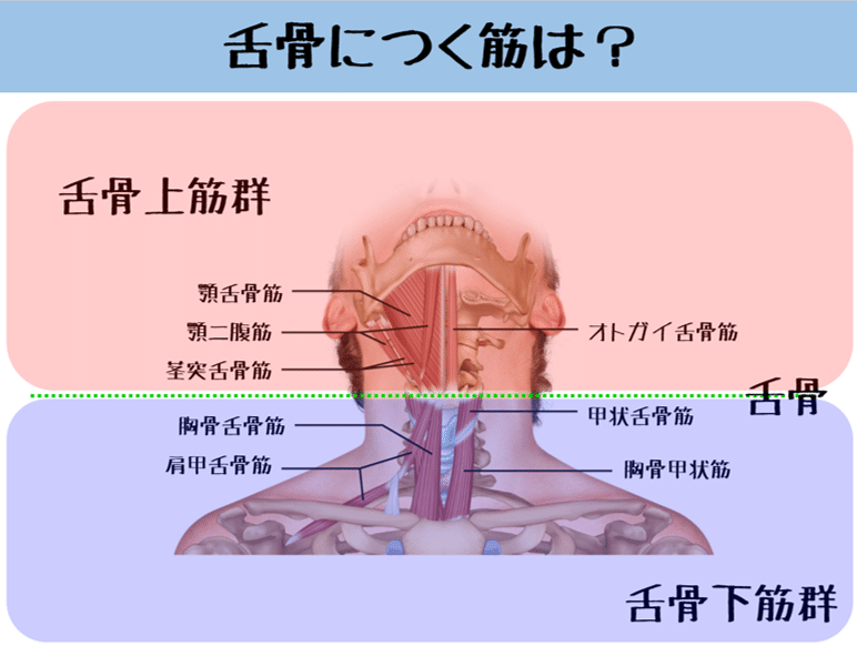 姿勢制御 嚥下機能 舌骨のhow はらかずみ Note 姿勢制御 嚥下機能 舌骨のhow はらかずみ Note