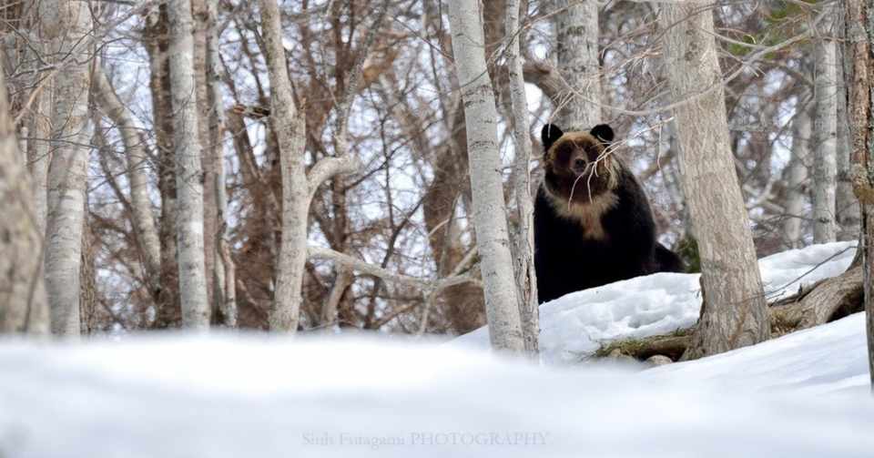 クマのウンチは嘘をつかない 動物の素顔への近づき方 02 Sinh Note