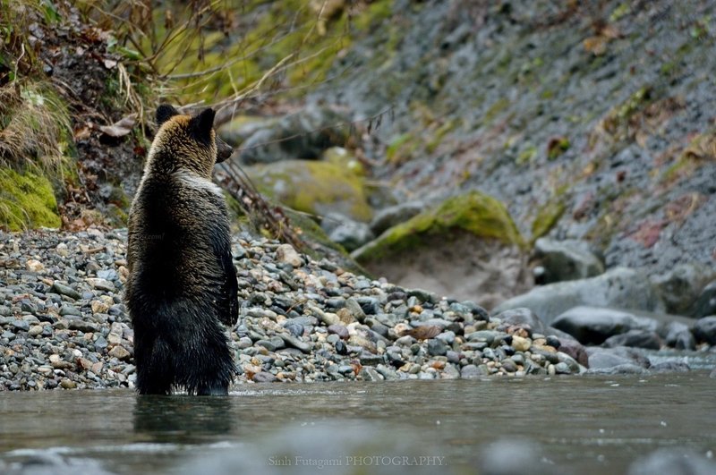 クマのウンチは嘘をつかない 動物の素顔への近づき方 02 Sinh Note クマのウンチは嘘をつかない 動物の素顔への近づき方 02 Sinh Note