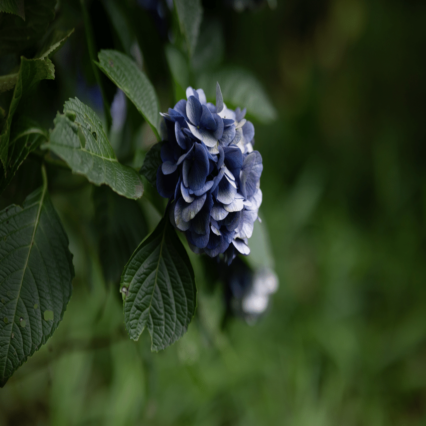 VILTROX 85mm Z単焦点レポ｜早川 沙奈