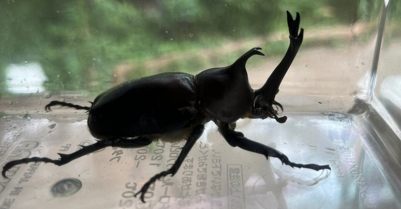 【中古】 アブラムシの生物学/東京大学出版会/石川統 アブラムシの生物学 石川統[編]／東京大学出版会
