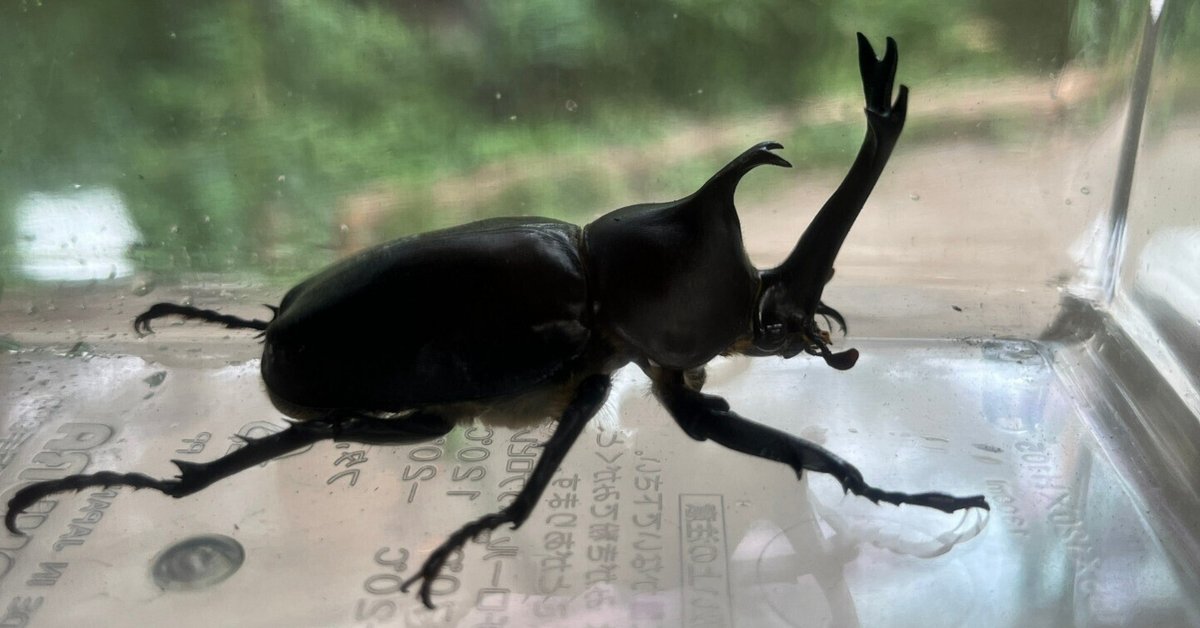 夏の生き物｜川崎市黒川青少年野外活動センター