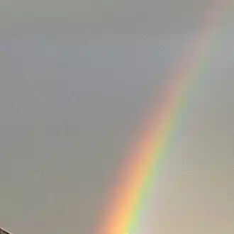 橘美花
