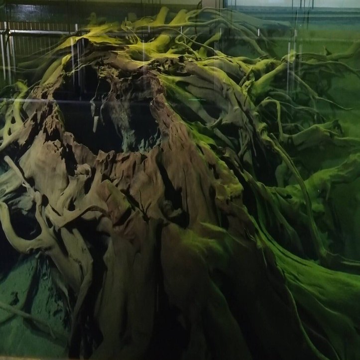 魚津の「埋没林博物館」で、水底に眠る巨大切り株に息を吞む｜江口絵理