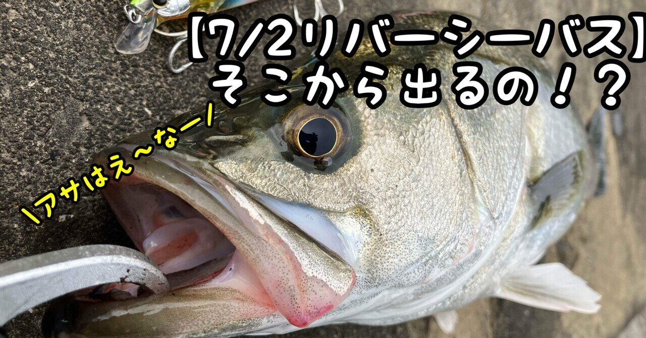 コラム】2023シーバス振り返り（総集編）｜ぐっちあっきー