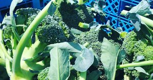 匿名発送】ブロッコリー種子（おはよう）5000粒、これから春まき