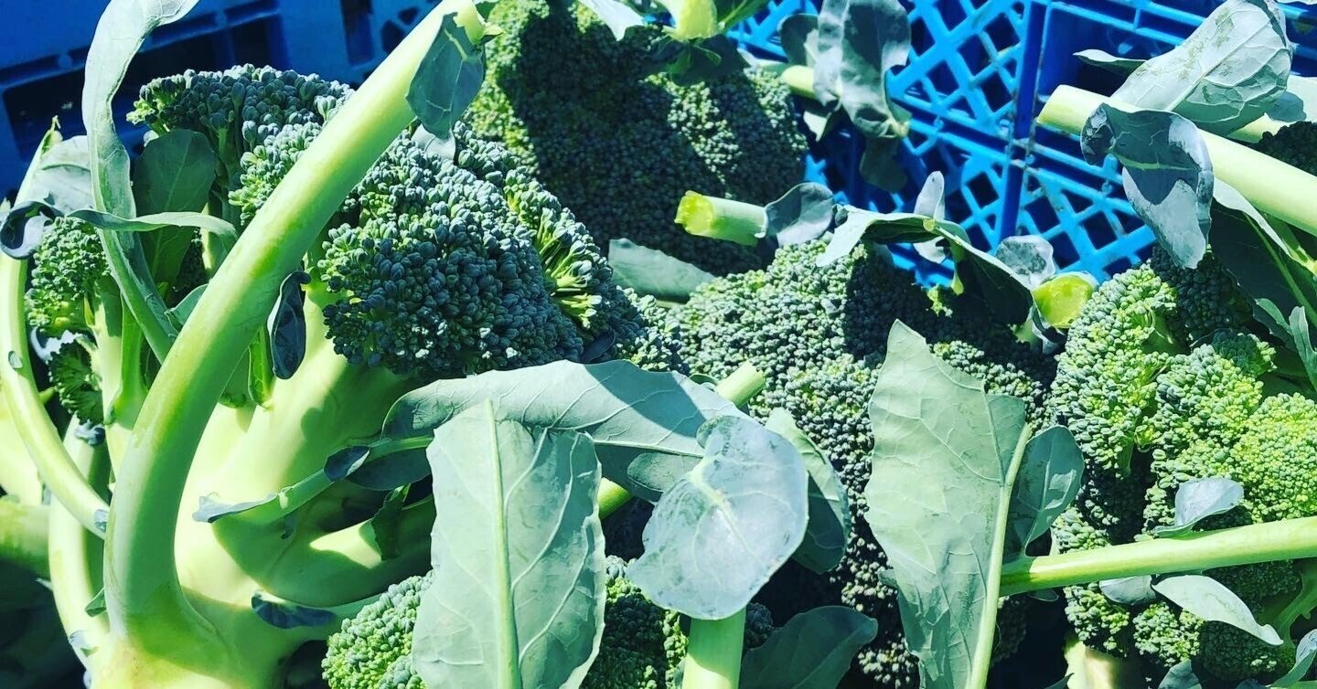 クニクニ】大人気!ブロッコリー種子 (SK9-099 )2個 クニクニ様専用 クニクニ】大人気!ブロッコリー種子 (SK9-099 )2個 クニクニ様専用