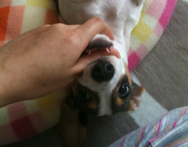 犬も風邪をひきます ほしのうさぎ Note