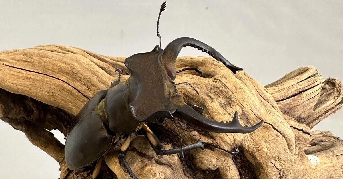 パルナシウス・ジャックエモンティー（1オス、インド産） なきゃ 