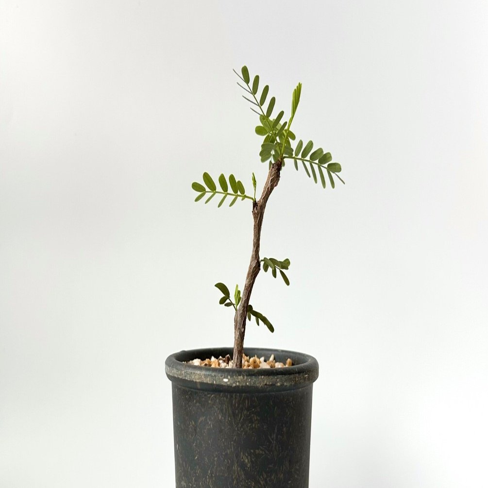 センナ・メリディオナリスの育て方。｜白昼堂々.