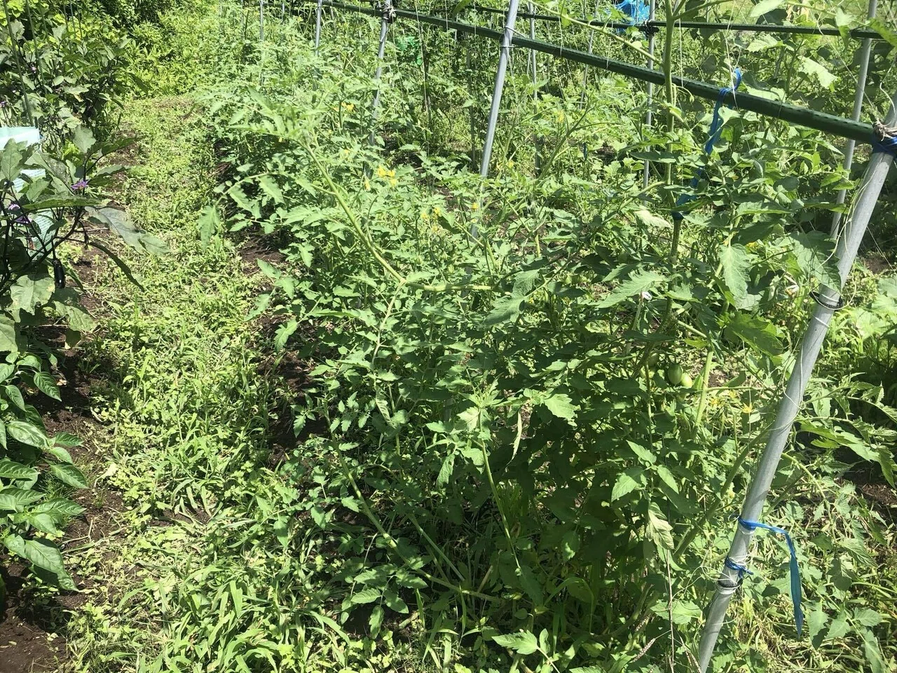 ソバージュ栽培トマト経過｜MUNA_FARM 無農薬自給自足