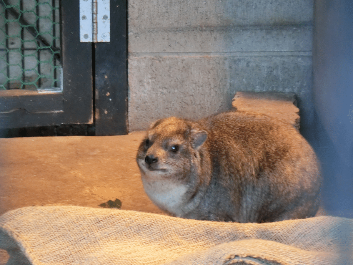 夢見ヶ崎動物公園 前編|りすす 夢見ヶ崎動物公園 前編|りすす