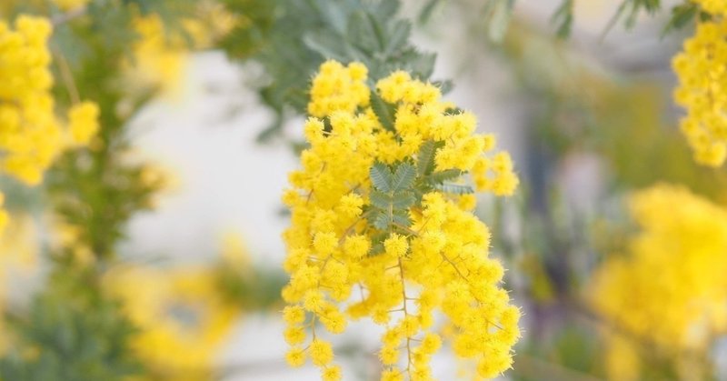 酷い花粉症の私が薬を使わずに済んだ理由 ともこる Tomocol Note 酷い花粉症の私が薬を使わずに済んだ理由 ともこる Tomocol Note