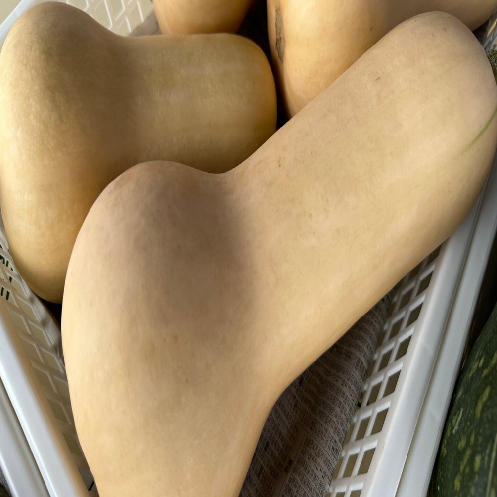 2023/7/15 お野菜み～つけた！ - かぼちゃ｜NicePapa 平野 尚志