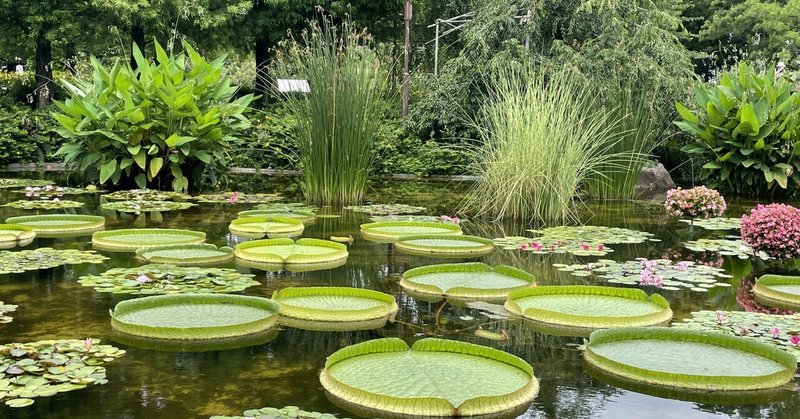 「暑かったけど出歩いた土曜日、滋賀県水生植物園へ行ってきました」