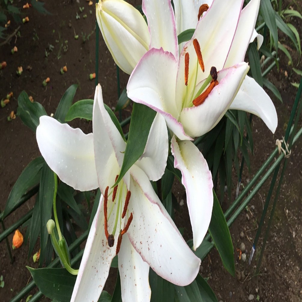 オリエンタルリリー｜Chappy