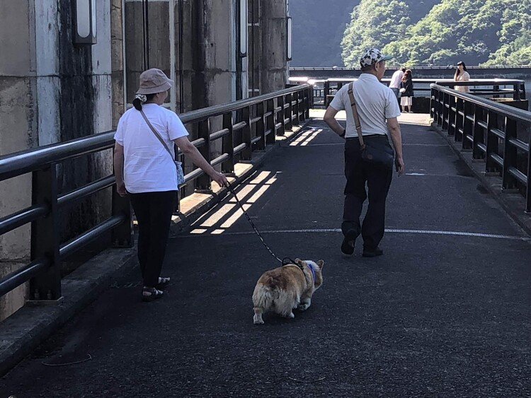 小河内ダムで犬散歩！シン・仮面ライダーで撮影場所になってたってマジ？