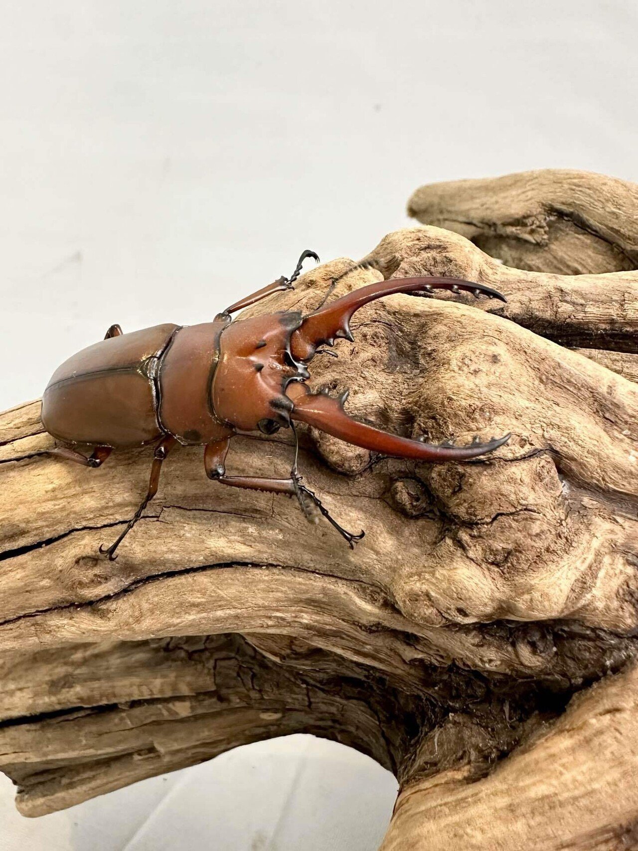 🔱 新着インド便 2023.7.16｜ランバージャック LUMBERJACK