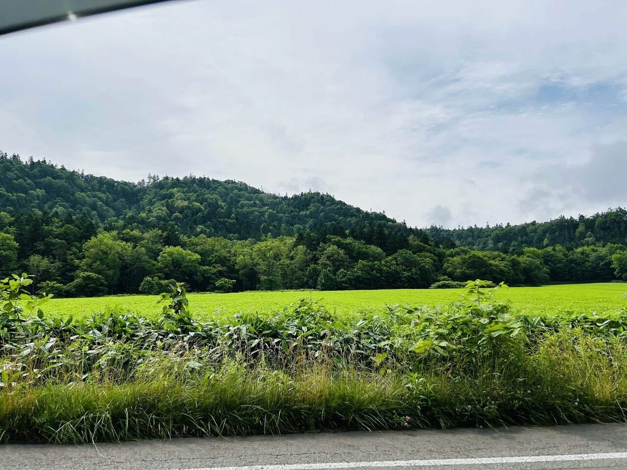 夏の北海道】富良野のラベンダーに包まれる｜暮らしのこと hakkou_n