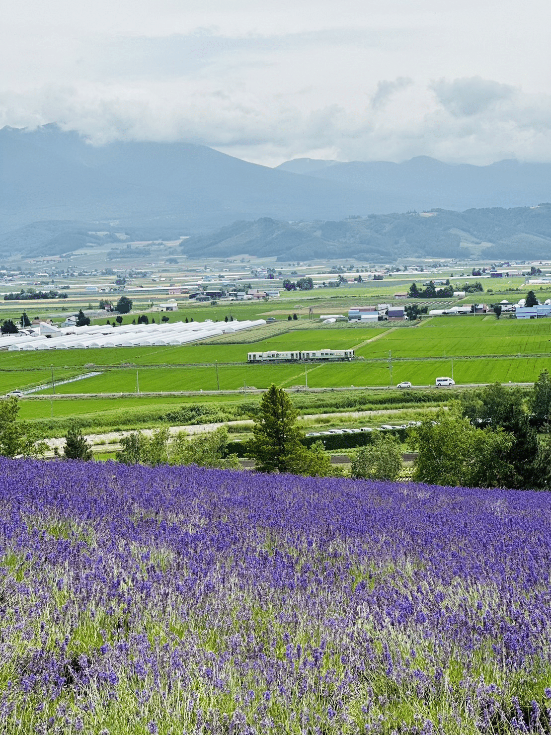 夏の北海道】富良野のラベンダーに包まれる｜暮らしのこと hakkou_n