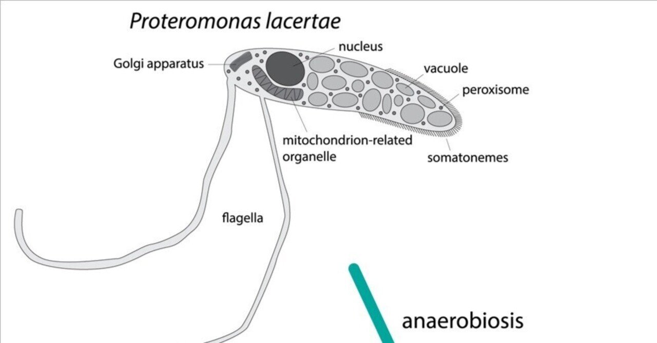 超好発腸内細菌Blastocystisにおける細胞の還元性と嫌気性の進化的解析｜哉百名