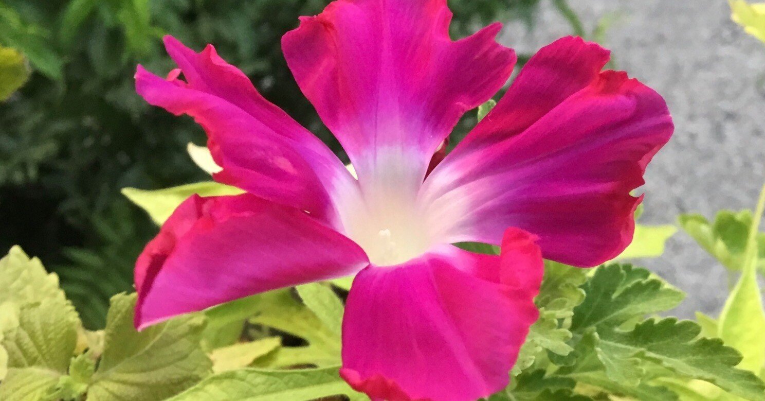 変化朝顔★白地紅雀斑咲分切髭咲き 変化朝顔☆白地紅雀斑咲分切髭咲き