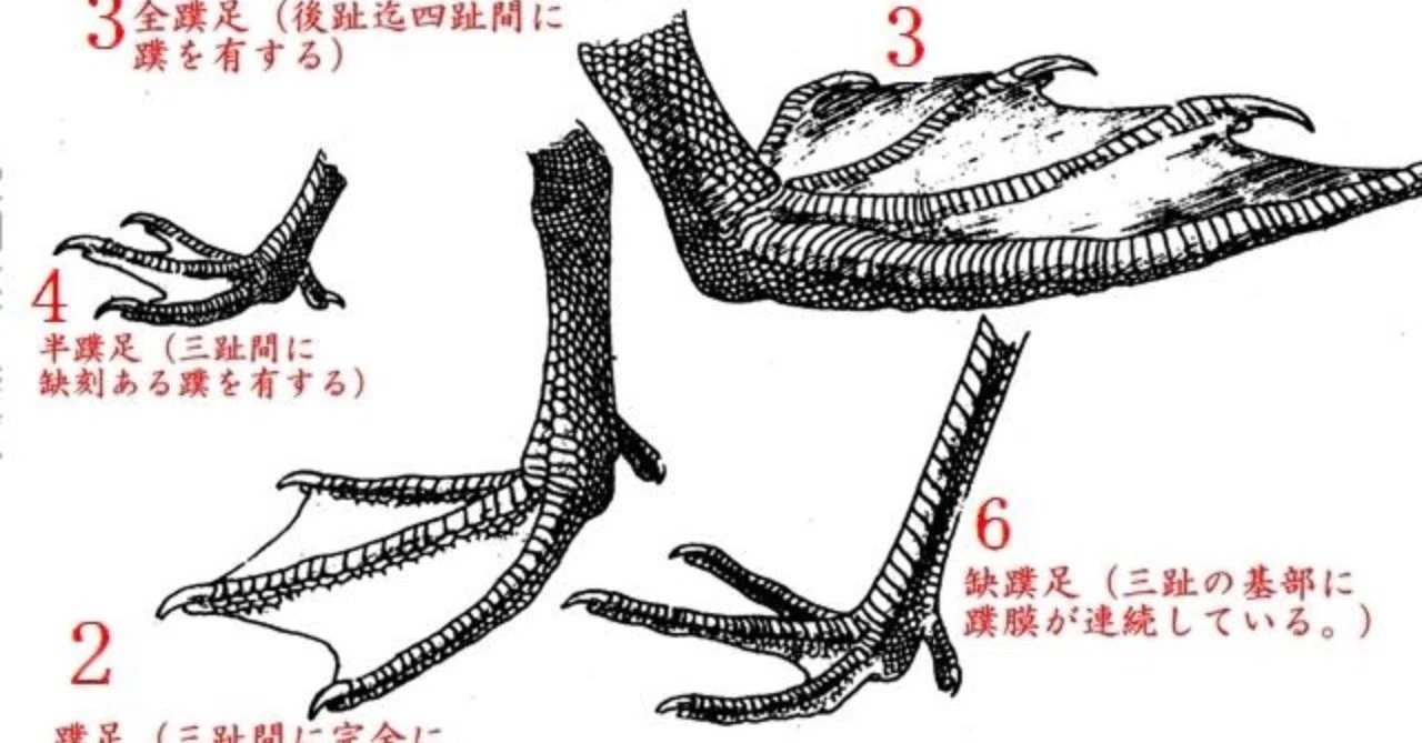 第159回 野鳥たちの趾 水辺編｜翆野 大地 Bildidee 