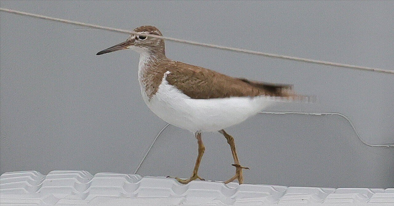 イソシギのペア？｜神戸の野鳥note@きたの みつよし
