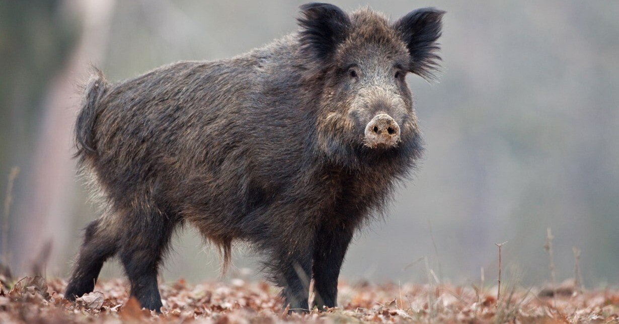 7月17日（月） 「有害鳥獣・イノシシ（生態編）」｜おおたま, image size:1230x644