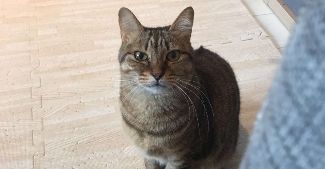 猫について Yurika Note