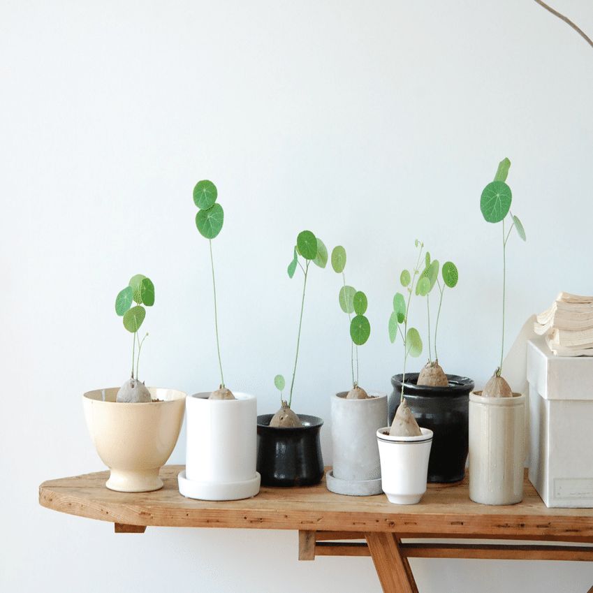 ステファニア・エレクタ 栽培記録｜あきら