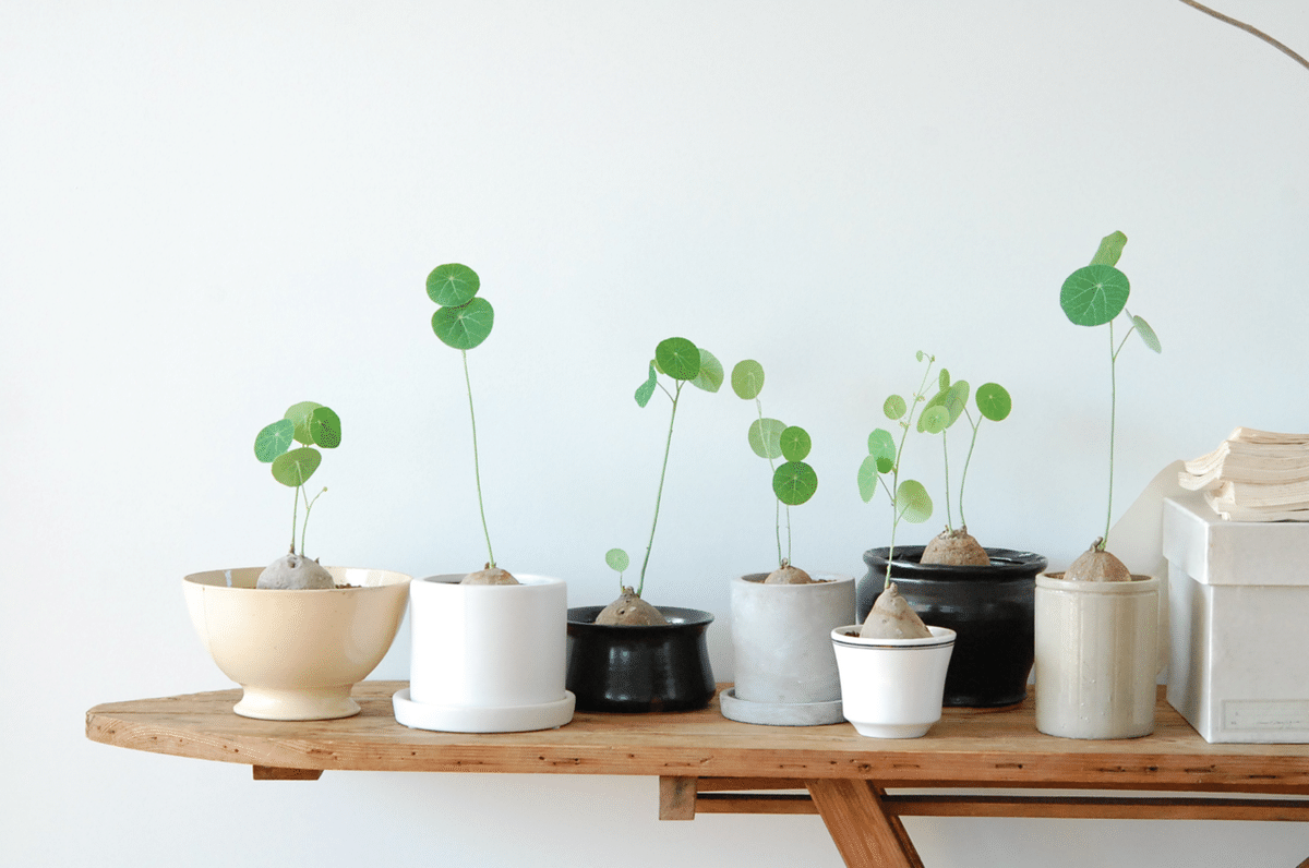 ステファニア エレクタの成長記録！ – Jewelry Plant online