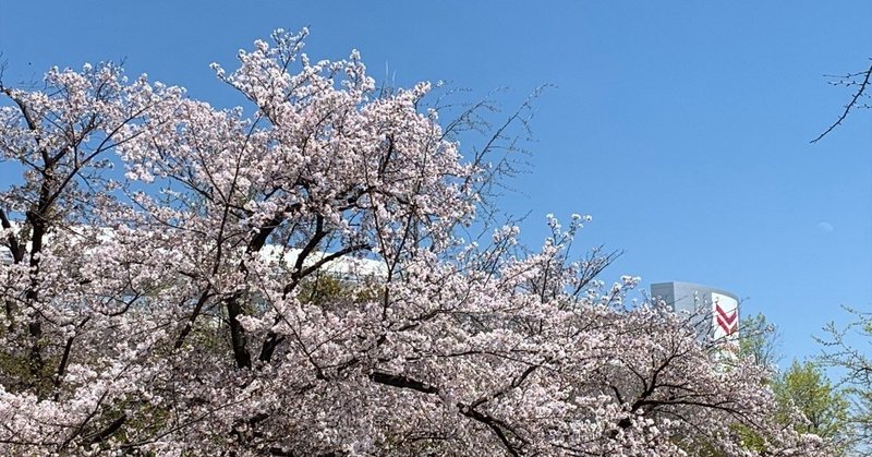 桜は散るもの、枯らさずに　その2