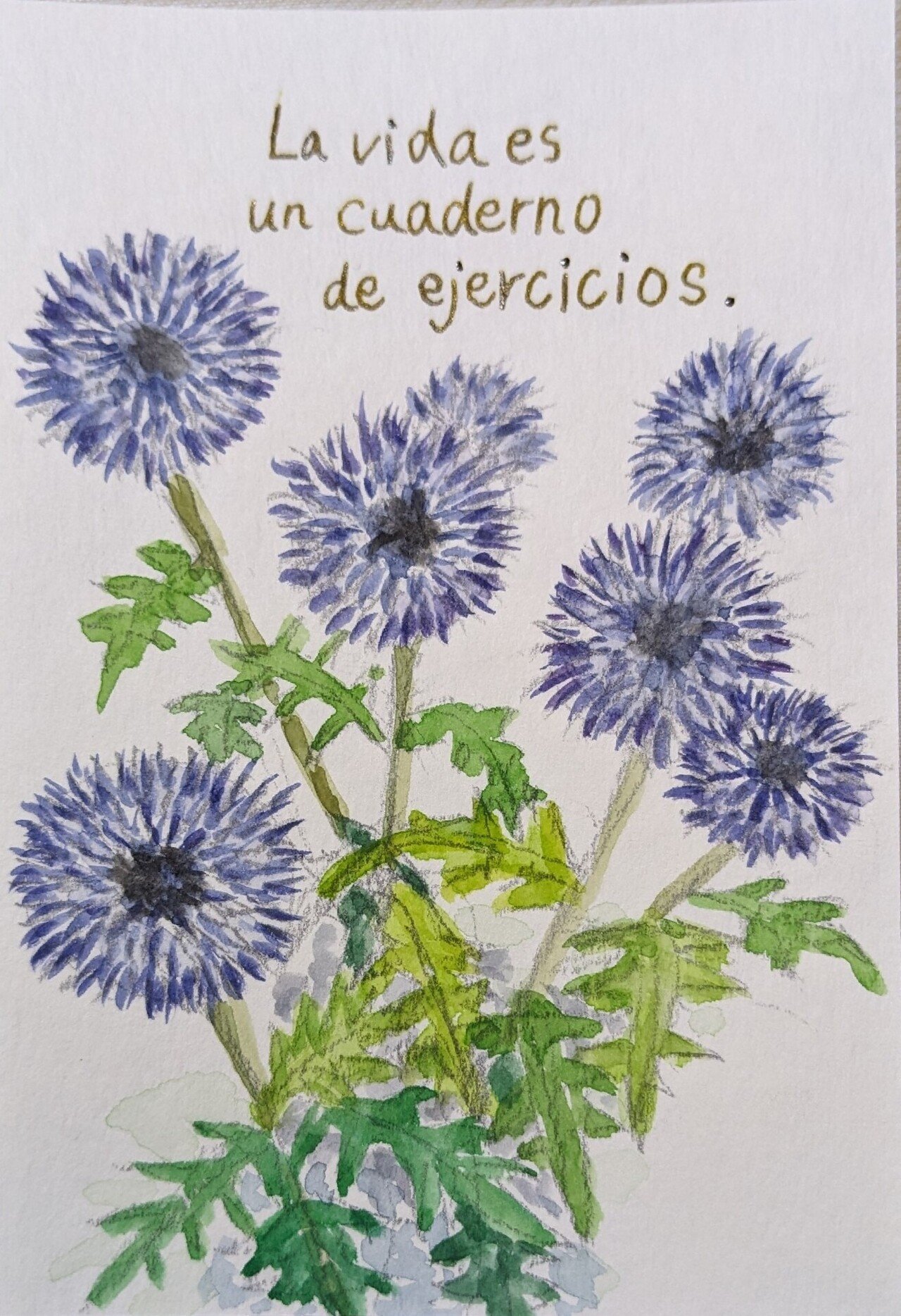 590 ルリタマアザミさん｜Cyndi