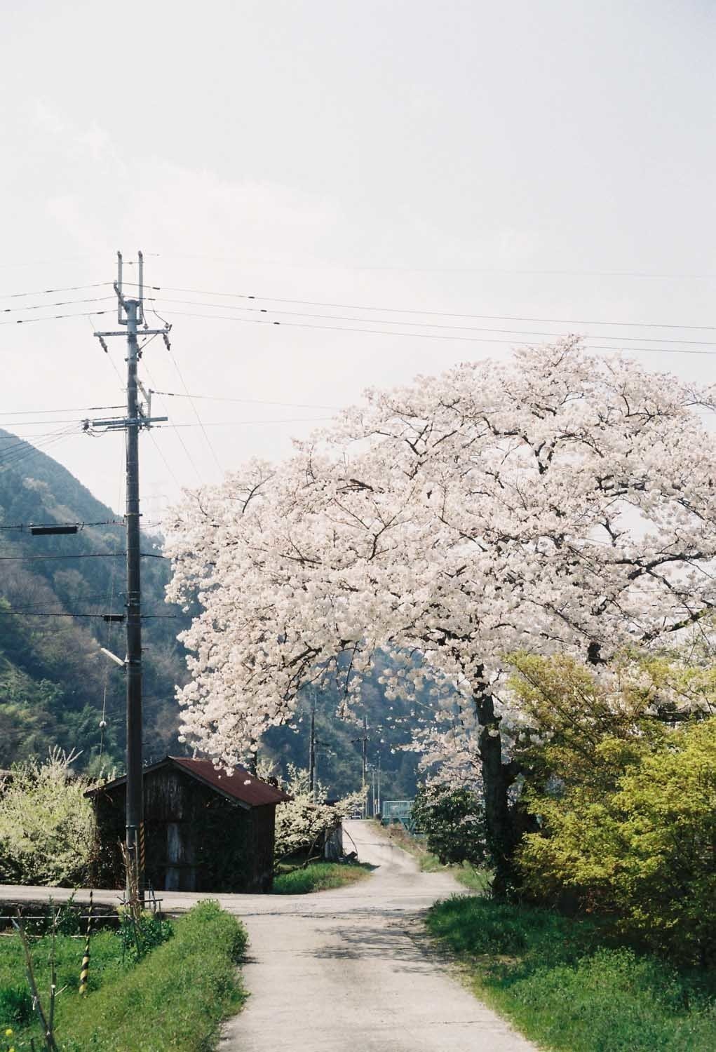 ひっそりと桜|kunihito_miki ひっそりと桜|kunihito_miki